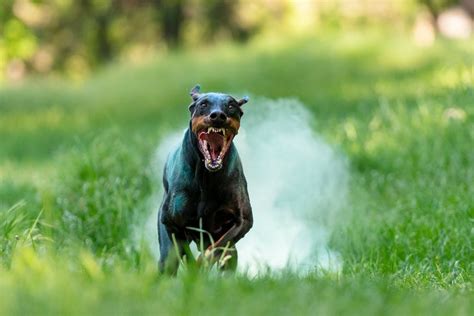 Cachorro Mais Bravo Do Mundo Ra As Essa Caracter Stica