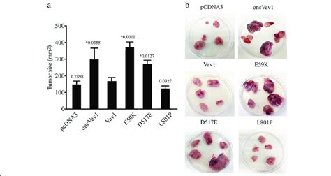 Transforming Activity Of Vav1 Mutants In Vivo A Nih3t3 Cells Stably