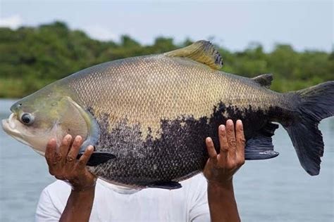 Tambaqui um dos peixes mais comuns da Bacia Amazônica