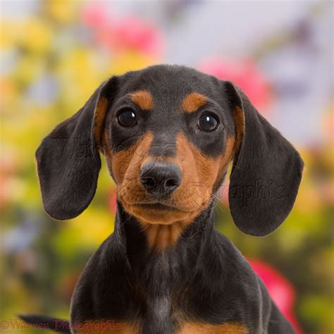 Dog Black And Tan Dachshund Puppy Portrait Photo Wp43478