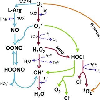 Schematic Representation Of Intracellular Formation Of Various