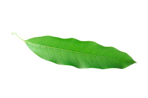 Mango Leaf Thoranam Png Vector Psd And Clipart With Transparent