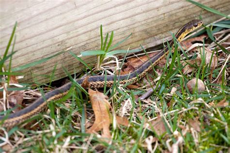 A Black And Yellow North American Garter Snake Slithering Through The