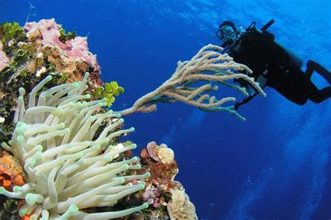 PADI Discover Scuba Diving In Playa Del Carmen