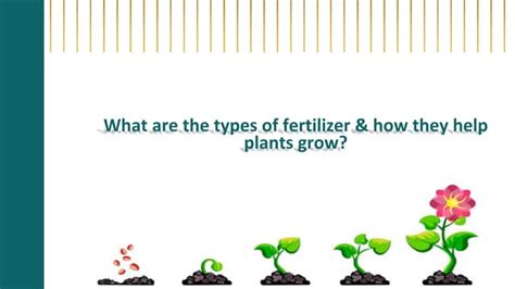 What are the types of fertilizer & how they help plants grow | PPT