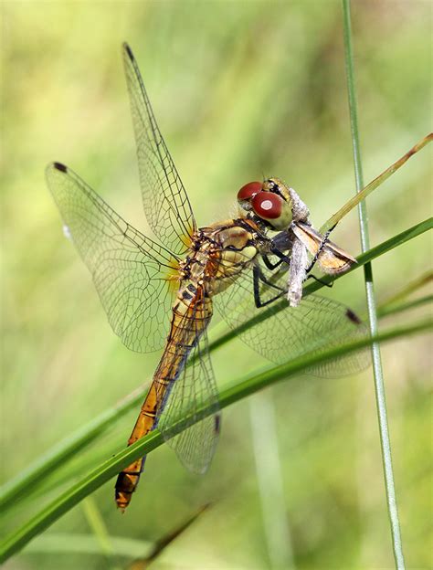 Sympetrum Sanguineum 8 Rimvydas Kinduris Flickr