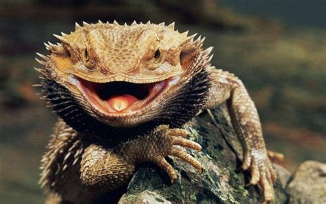 Bearded Dragon, Lizards, Animals Wallpapers HD / Desktop and Mobile ...