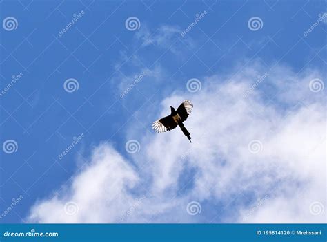 Flying Magpie Bird in Blue Sky with White Clouds Stock Photo - Image of ...