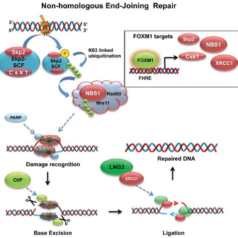 Targeting Foxo A And Foxm In Dna Damage Response Schematic Diagramme