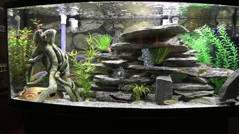 How to Build a Freshwater Aquarium: A Step-by-Step Guide for Beginners