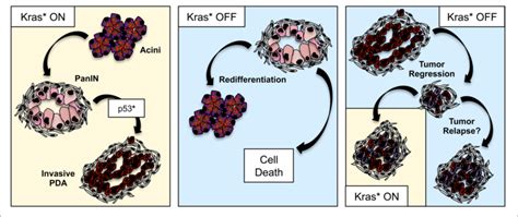 Oncogenic Kras In Pancreatic Cancer Progression And Maintenance Download Scientific Diagram