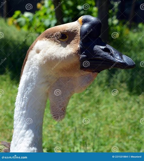 The African Goose In Wild Is A Breed Of Goose Stock Photo Image Of