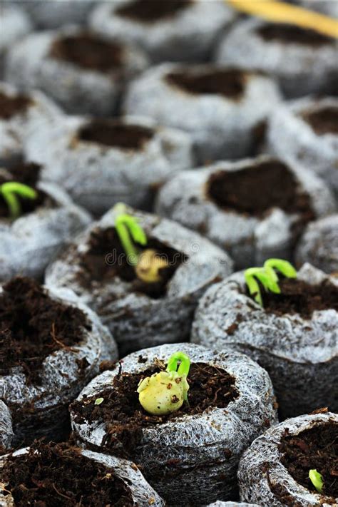 香菜芽苗 库存图片 图片 包括有 工厂 自治权 土壤 可以 结构树 采取 香菜 食物 幼木 218761597