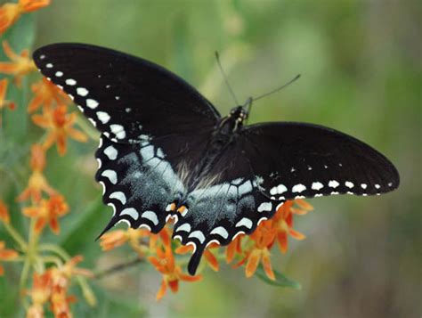 Raising Spicebush Swallowtail Butterflies Eartheim Landscape Design