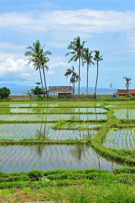 Paddy field in Bali stock image. Image of reflect, indonesia - 22572983