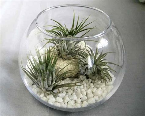 Plantes Qui Absorbent L Humidit Dans La Salle De Bain