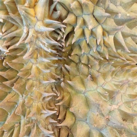 The Photo Of The Surface Texture Of The Durian Fruit Looks Close It