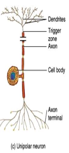 Chapter 10 Nervous System Flashcards Quizlet