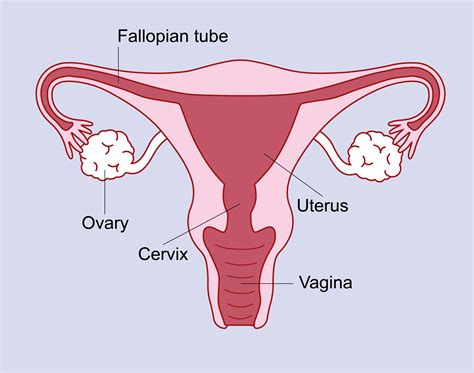 Hysterectomy Before And After