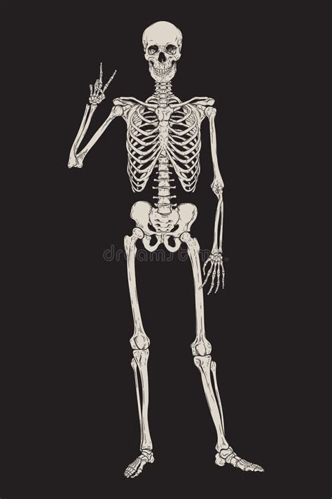 Human Skeleton Posing Over Black Background Vector Illustration Hand