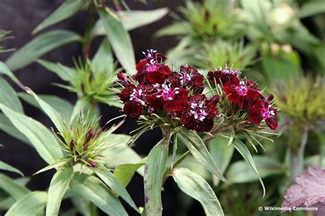 34 schwarze Blumen für deinen Garten