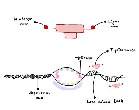 DNA Replication - learn with Serlo!