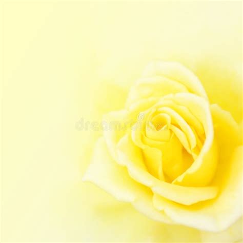 Blurred Soft Yellow Rose Background Stock Photo - Image of nature, love ...