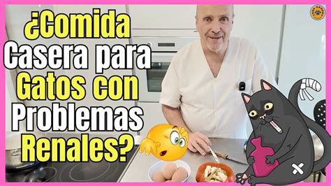 Comida Casera Para Gatos Con Problemas Renales Insuficiencia Renal