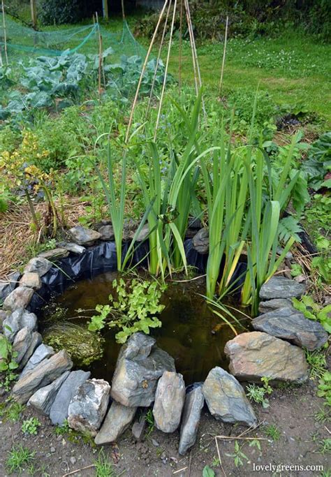 Building A Wildlife Pond In The Vegetable Garden • Lovely Greens