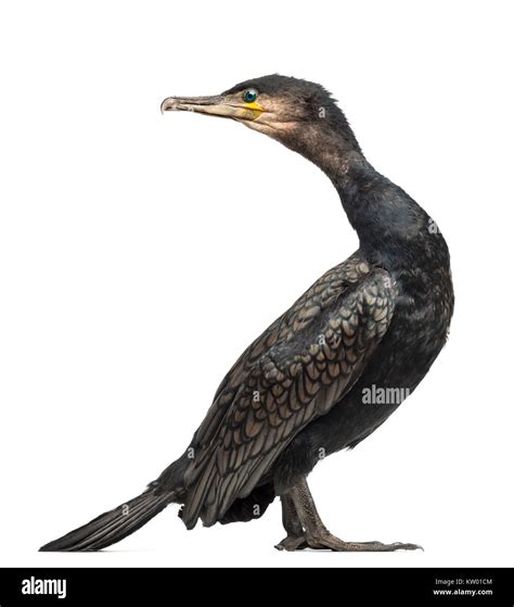 Great Cormorant Phalacrocorax Carbo Also Known As The Great Black