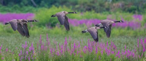 Synchronization Bernaches Du Canada Canada Geese St Eu Flickr