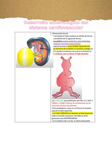 Desarrollo Embriol Gico Del Sistema Cardiovascular Desarrollo