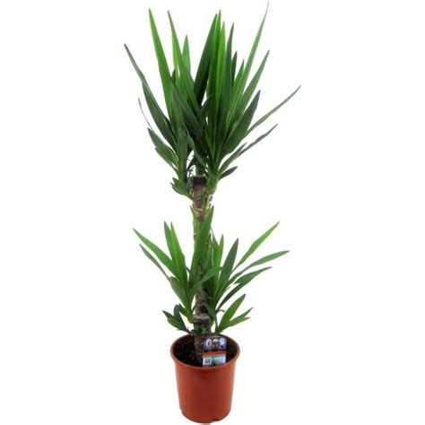 Yucca Elephantipes Plante D Int Rieur Pot Cm Hauteur Cm U