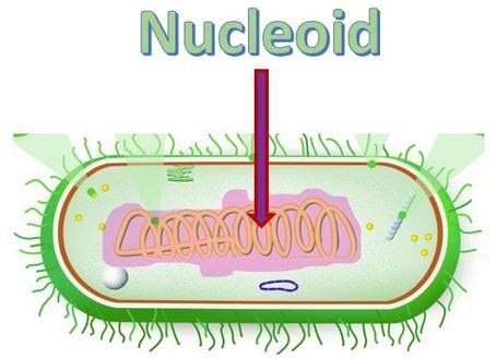 Bacteria vs Archaeal Structures - SCIENTIST CINDY