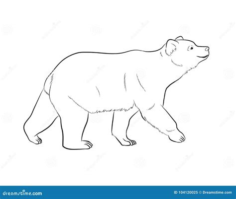 Bear Drawing Vector Illustration Stock Vector - Illustration of ...