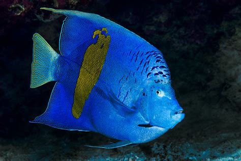 Poisson Ange à Croissant • Pomacanthus Maculosus • Fiche Poissons