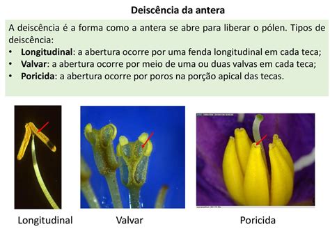 Morfologia Da Flor Parte 1 Ppt Carregar