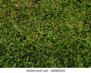 Real Grass Texture Stock Photo 160464224 | Shutterstock