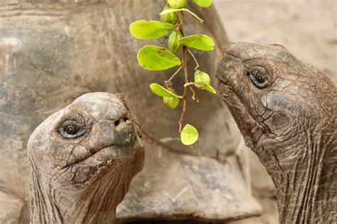 Seychelles Wildlife - Where are Sue & Mike?