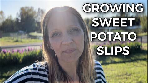 How To Grow Your Own Sweet Potato Slips Youtube