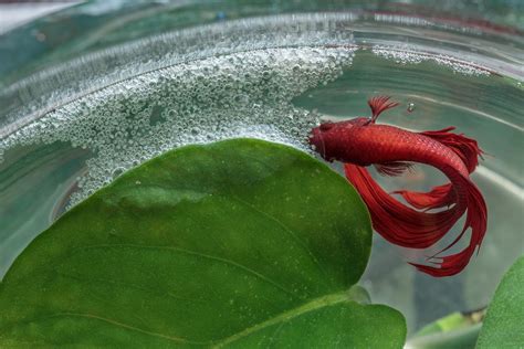 Do Female Betta Fish Make Bubble Nests