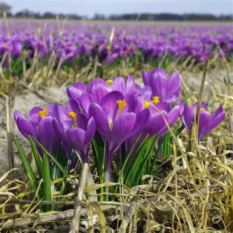 Krokus Wiosenny Wielkokwiatowy Blue Ocean Sadowniczy Pl