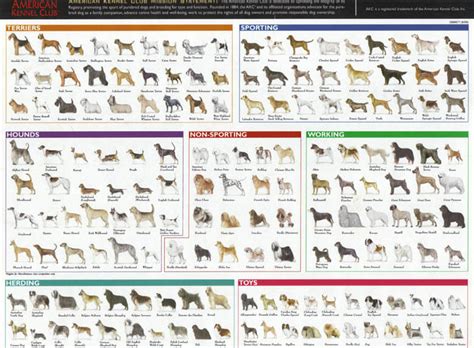 7 Dog Breeding Groups Characteristics And Types √ Compare Dog Breeds Dog