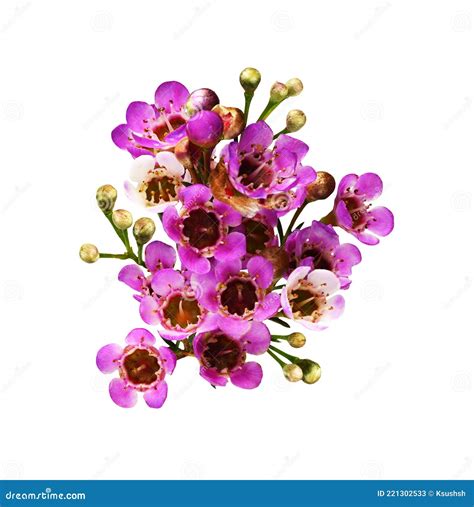 Pink Chamelaucium Flowers In A Square Flat Arrangement Isolated On