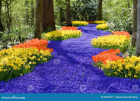 Spring Flowers Stock Image Image Of Bloom Petals Garden 4993637