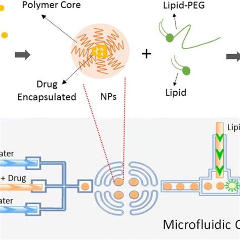 Schematic Of The Nanoparticle Formulation Process Drug And Polymer Download Scientific Diagram