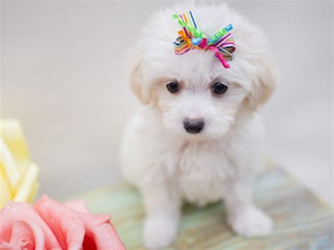 Malti Poo Dog Female White 2410716 Petland Wichita Kansas