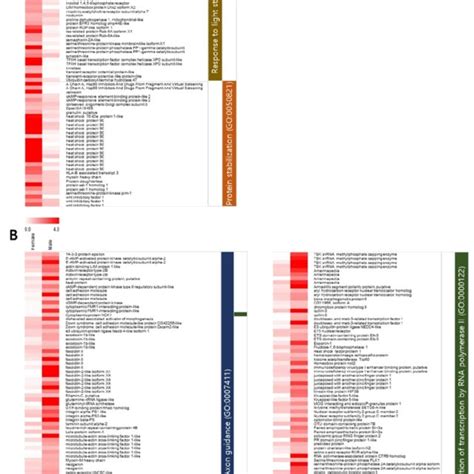 Heatmap Of Sex Biased Expressed Genes Involved In Top Two Enriched Gene