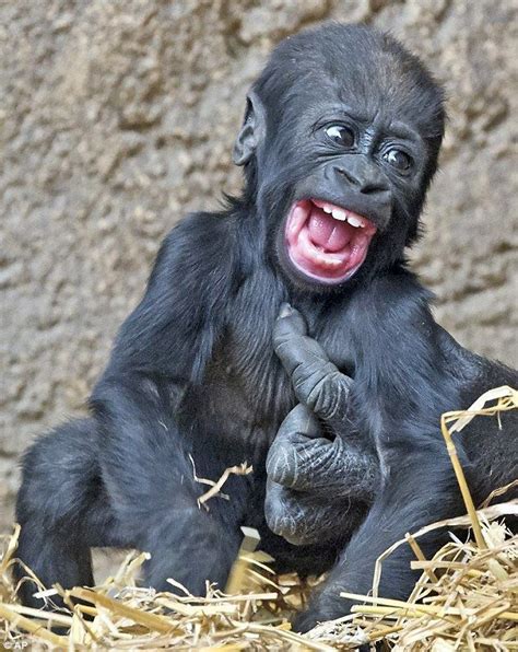 Gorilla Laugh Cute Animals Cute Baby Animals Baby Gorillas