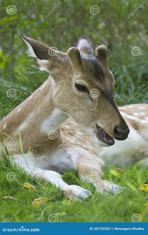 Spotted Deer In A Garden In Bardia Nepal Stock Image Image Of